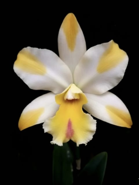 Cattleya River Kwai Bridge - Medium Size Orchid Plant