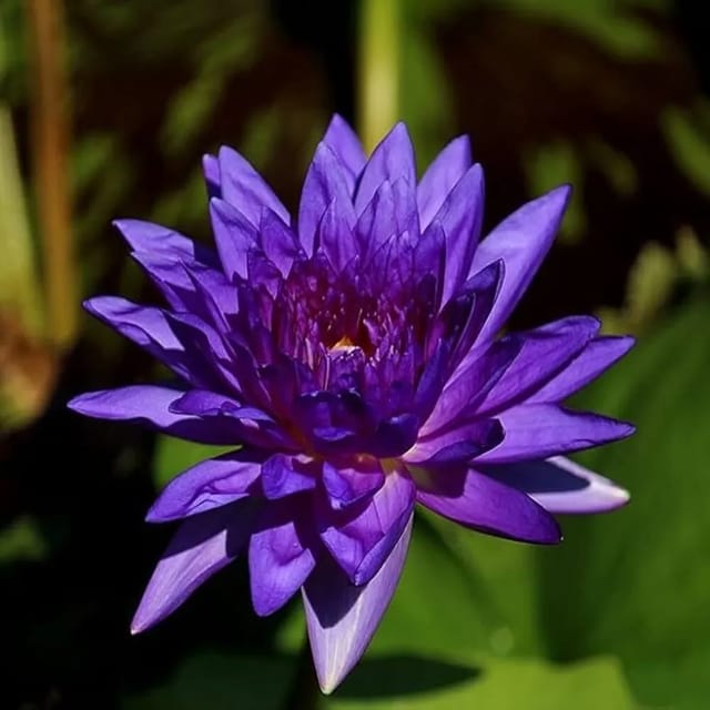 Nymphaea King Of Siam