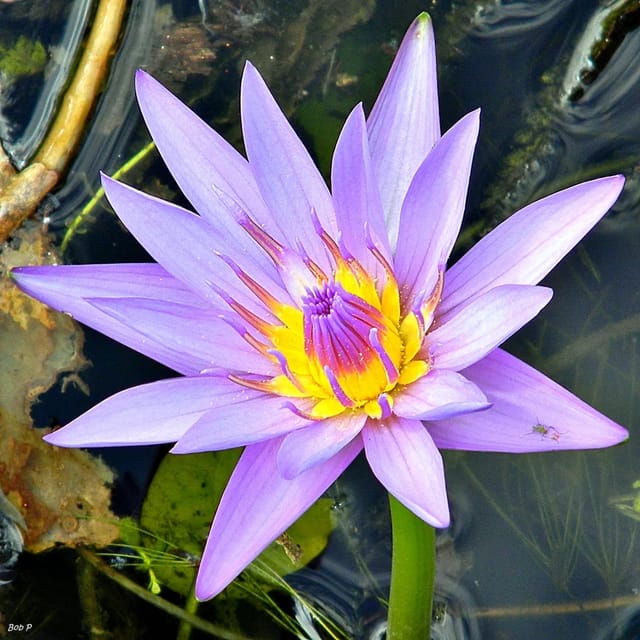 Nymphaea Blue Capensis