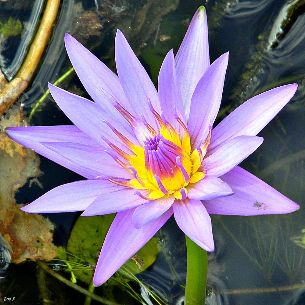 Nymphaea Blue Capensis