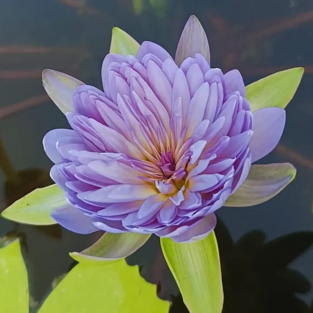 Nymphaea Udumbaramee
