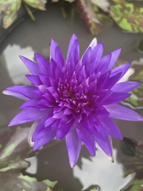 Nymphaea Sakukan