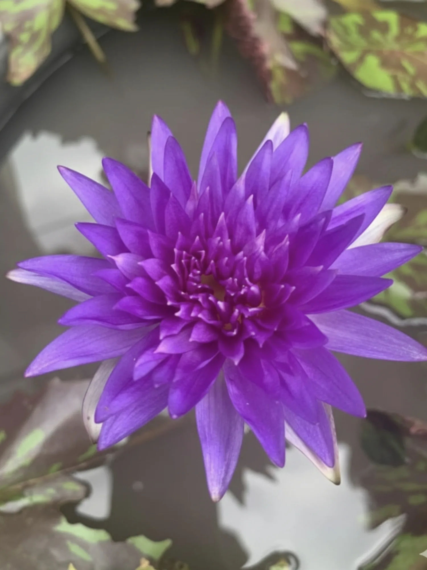 Nymphaea Sakukan