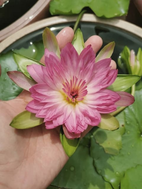 Nymphaea Chompu Korakot