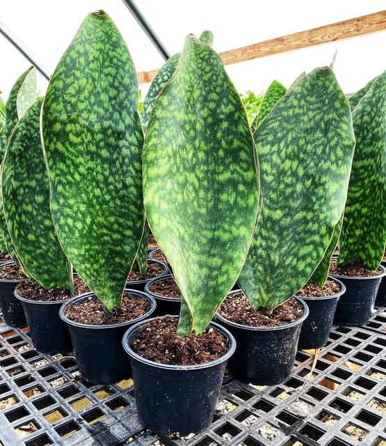 Whale Fin Snake Plant (Sansevieria Masoniana)