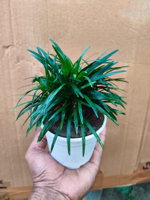 Lemon Grass Plant | Pack of 2