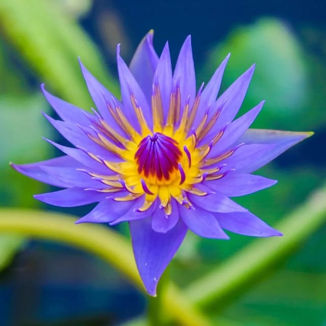 Nymphaea Rhonda Kay