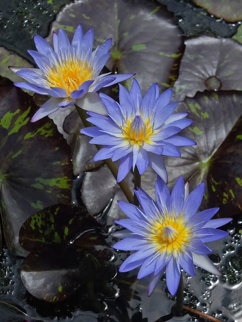 Nymphaea Star Of Siam