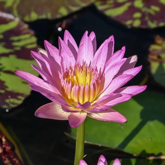 Nymphaea June Allison