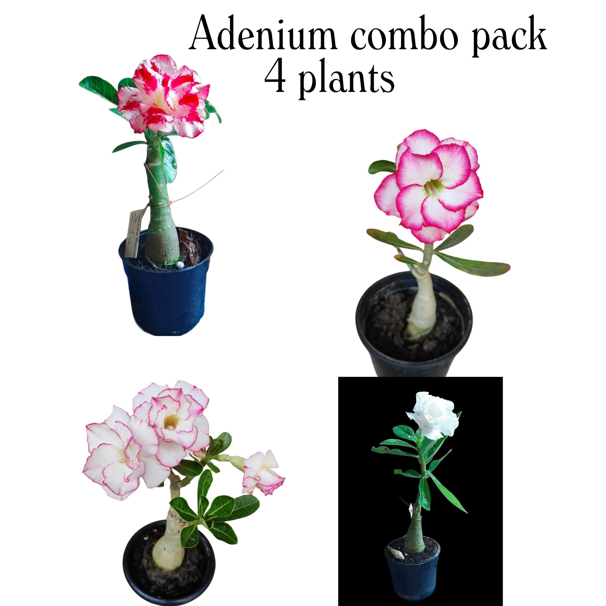 Rosy Adenium Grafted Plant Combo | Pack of 4 Plants