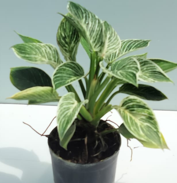 Rare Philondenderon Berkin Plant With Plastic Pot Rare Philondenderon Berkin Plant With Plastic Pot