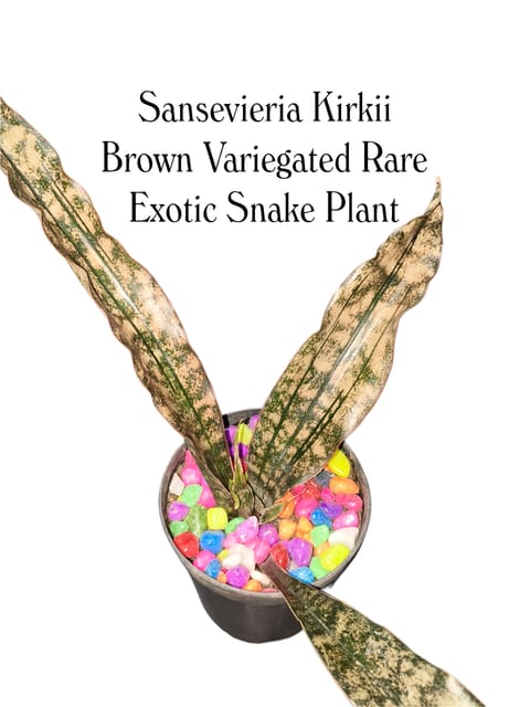 Sansevieria Kirkii Brown Variegated Rare Exotic Snake Plant