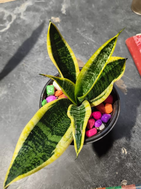 Sansevieria trifasciata, Snake Plant (var. laurentii)