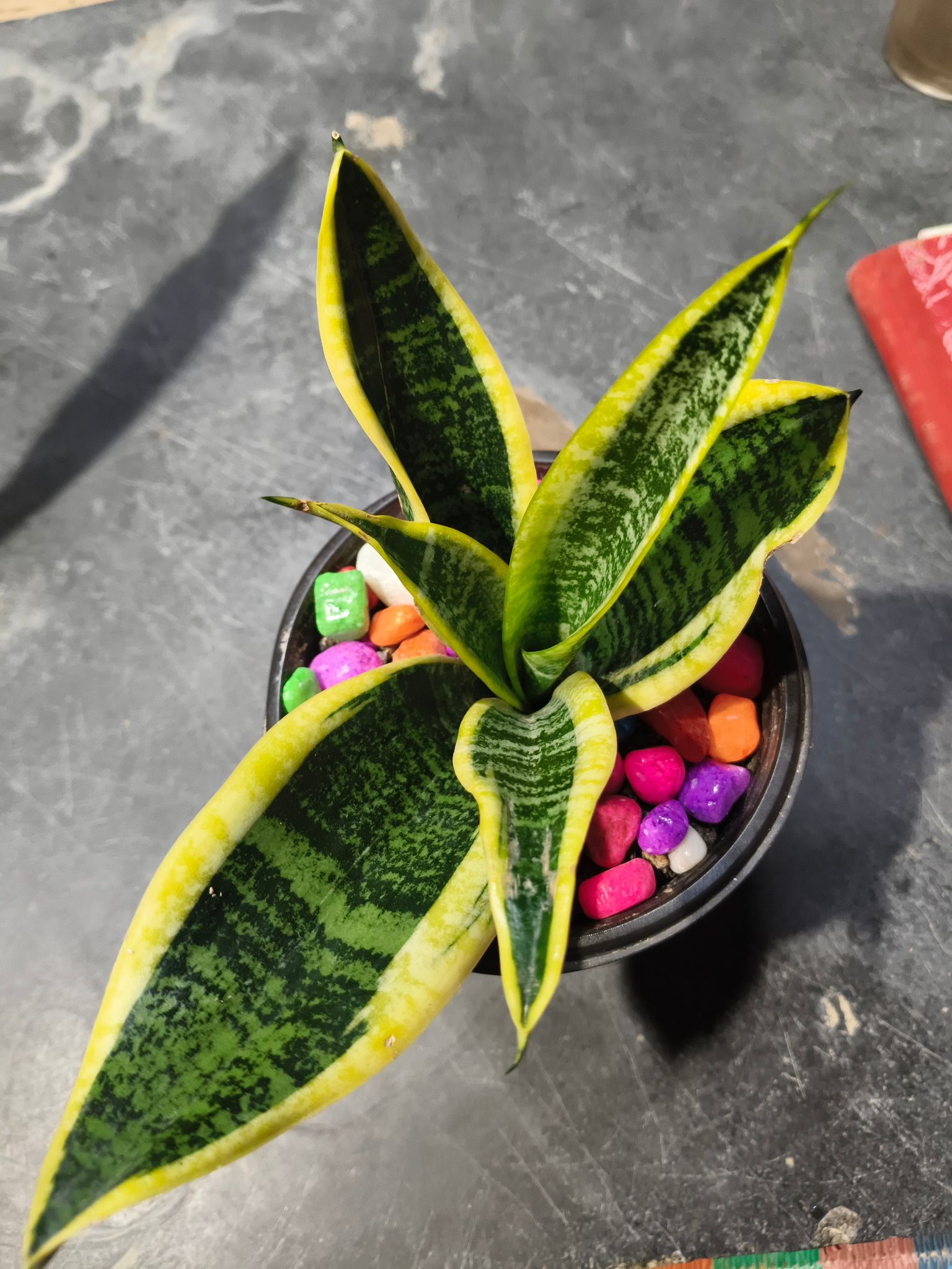 Sansevieria trifasciata, Snake Plant (var. laurentii)