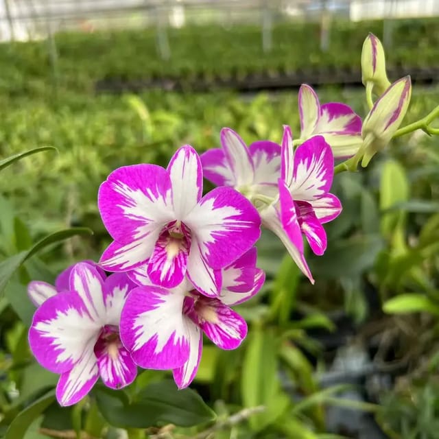 Dendrobium Mickey Mouse Miniature Compactum