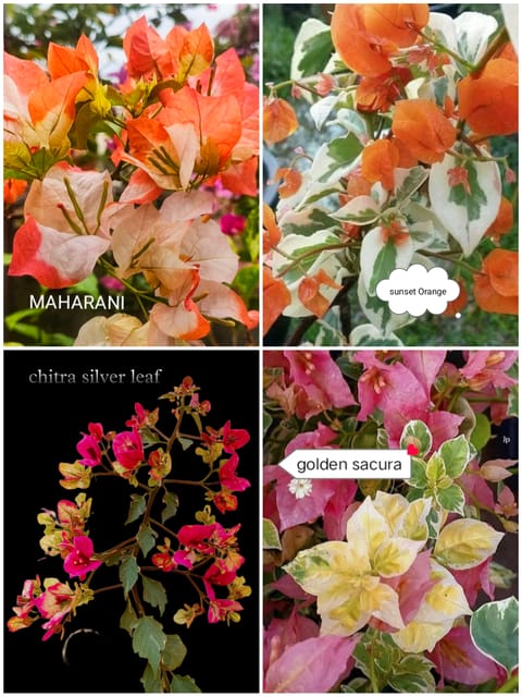 Bougainvilla Rare Plants Combo | Pack of 4