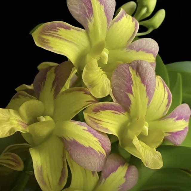 Dendrobium Yellow Splash Aka 5%
