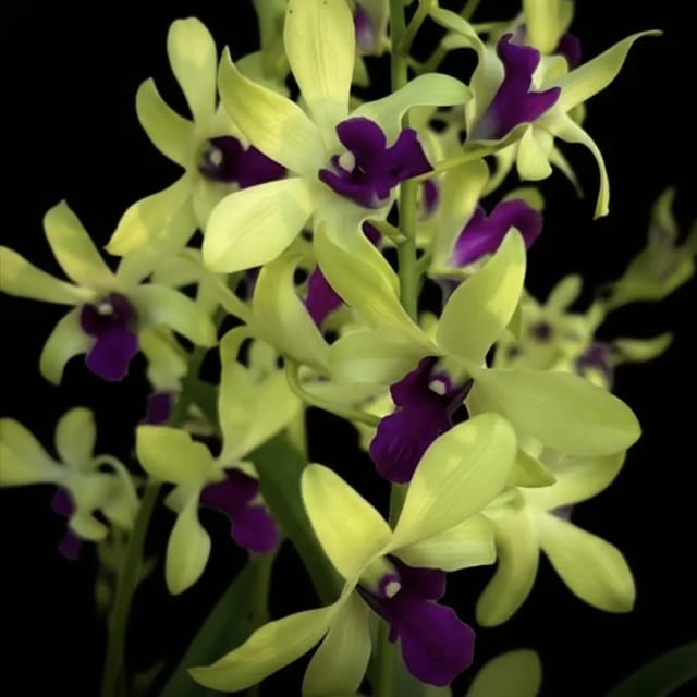 Dendrobium Uthai Green Orchid Plant