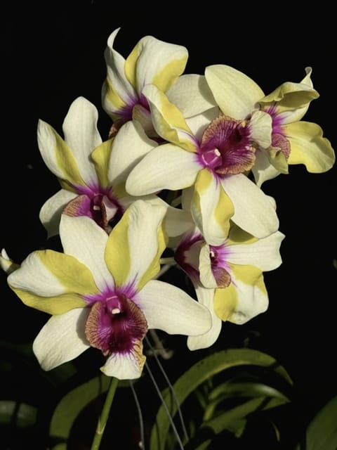 Dendrobium Nopporn Star Bright - Seedling Size Orchid Plant