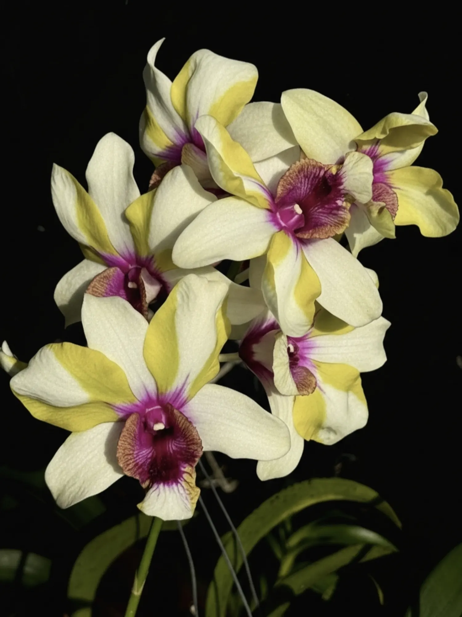 Dendrobium Nopporn Star Bright - Seedling Size Orchid Plant