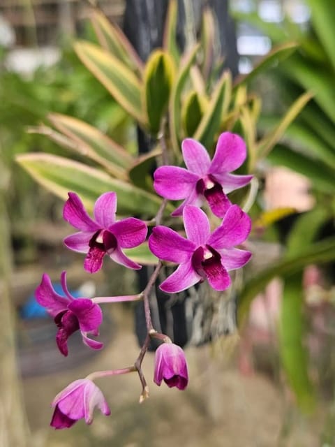Dendrobium Bigibbum Variegated Compactum