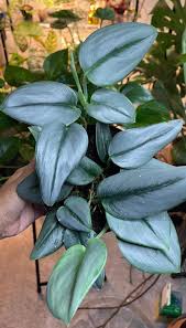Scindapus Moonlight Plant