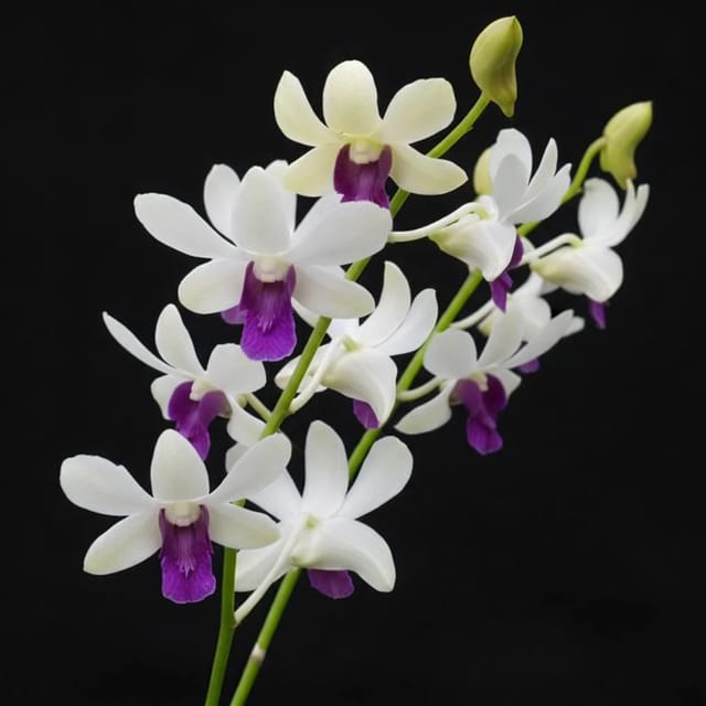 Dendrobium White Blue Lip - Seedling Size Orchid Plant