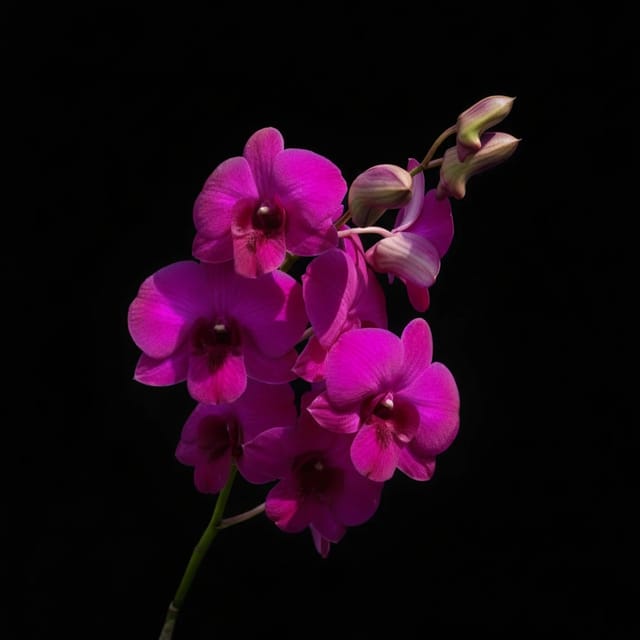 Dendrobium Big Boy Red - Seedling Size Orchid Plant