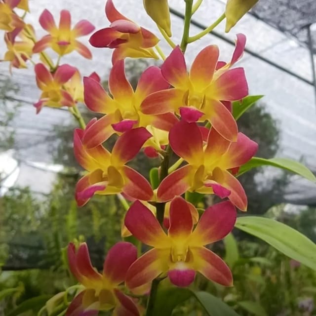 Dendrobium KGI - Seedling Size Orchid Plant
