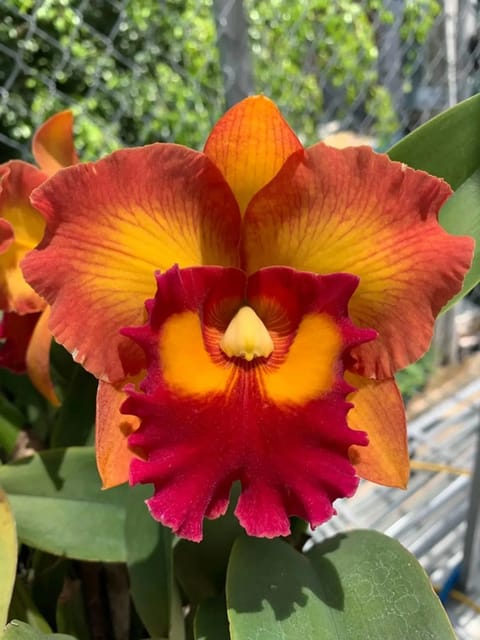 Cattleya Nakornchaisri Delight - Medium Size Plant