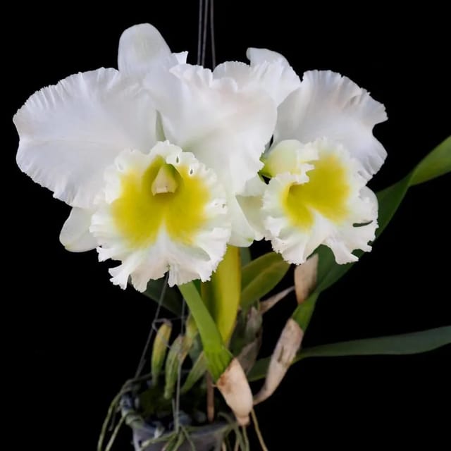 Cattleya Burdekin Wonder Lakeland - Medium Size Plant