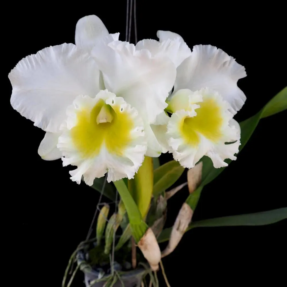 Cattleya Burdekin Wonder Lakeland - Medium Size Plant