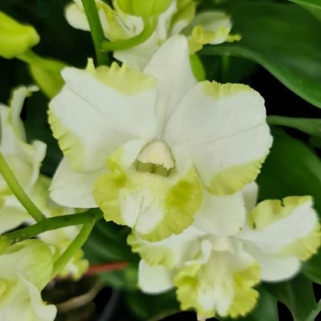 Dendrobium White Doraemon Orchid Plant