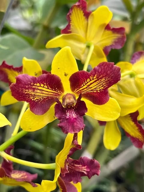 Dendrobium Yellow 3 Lips Orchid Plant