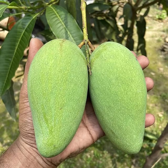Katimon All Time Mango Plant
