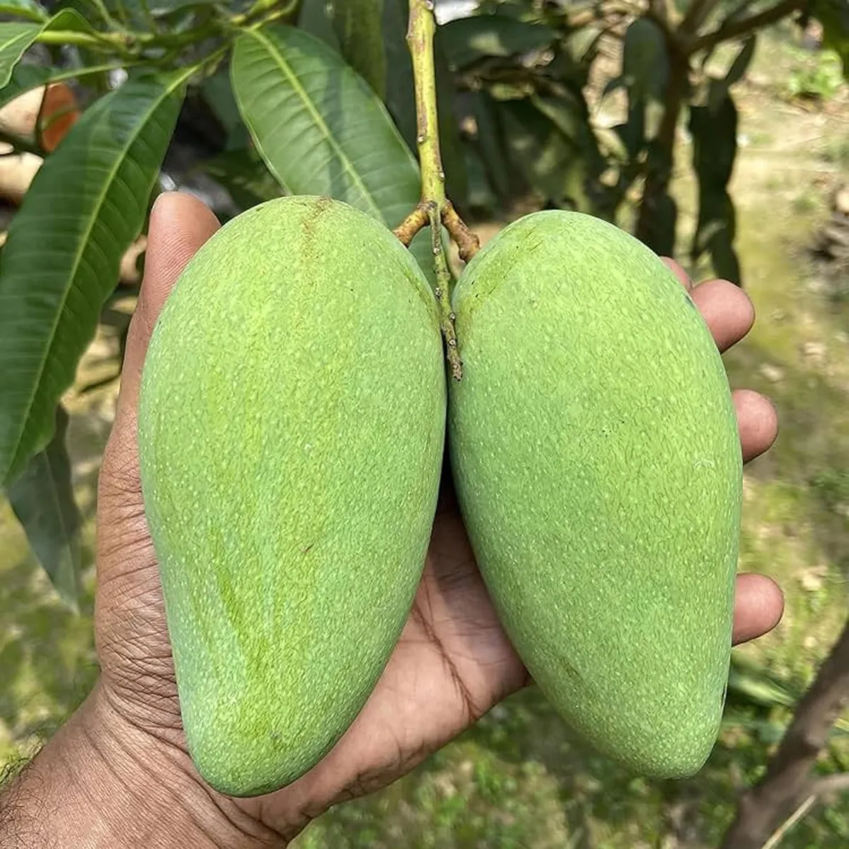 Katimon All Time Mango Plant