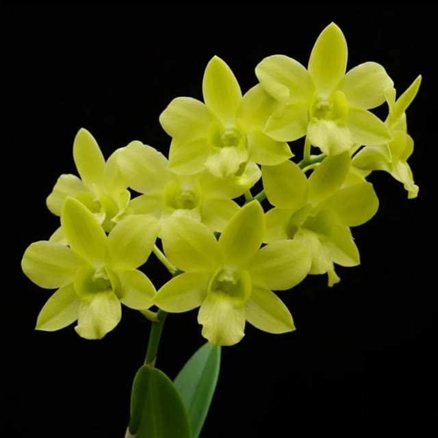 Dendrobium Burana Green x Cruentum