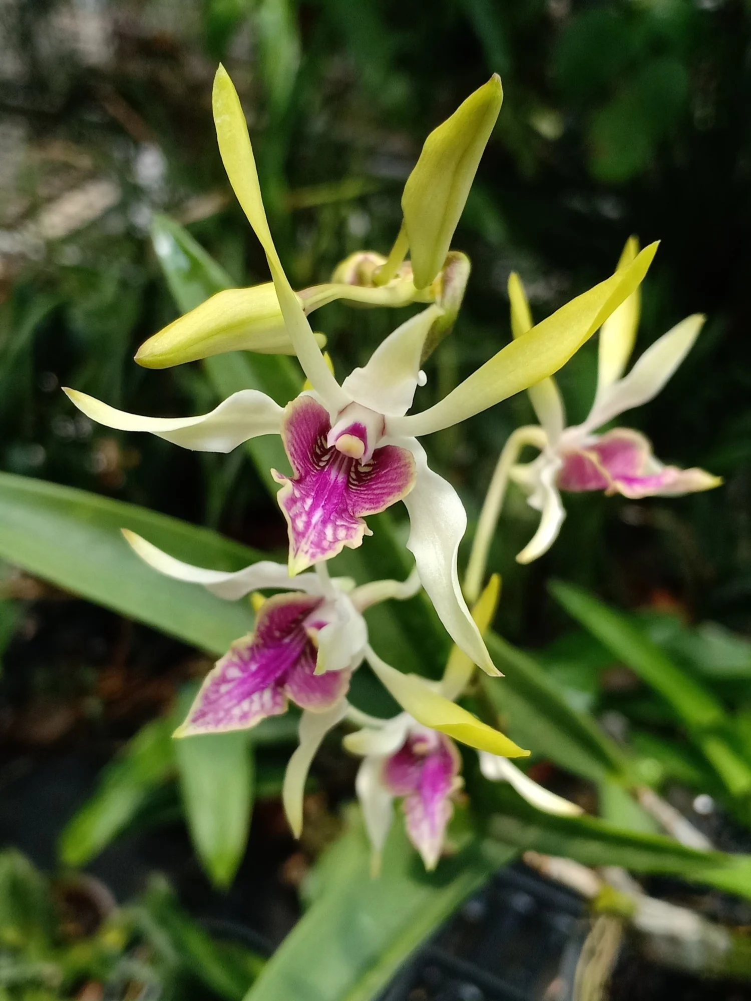Dendrobium Hawaiian Gem