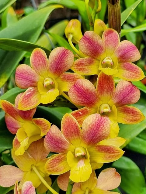 Dendrobium Gold Flush May Neal x Laisanthera # 1474