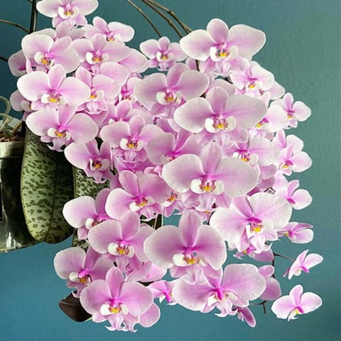 Buy Phalaenopsis Schilleriana Rare Exotic Orchid Online in India