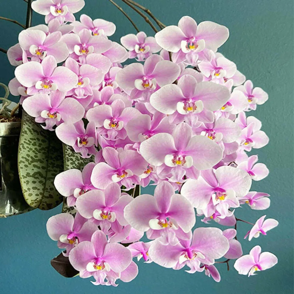 Phalaenopsis Schilleriana - Rare Exotic Orchid