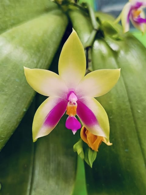 Phalaenopsis Bellina Orchid Plant