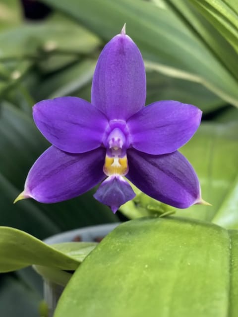Phalaenopsis Tetraspis x Bellina Blue x Violacea Indigo Blue