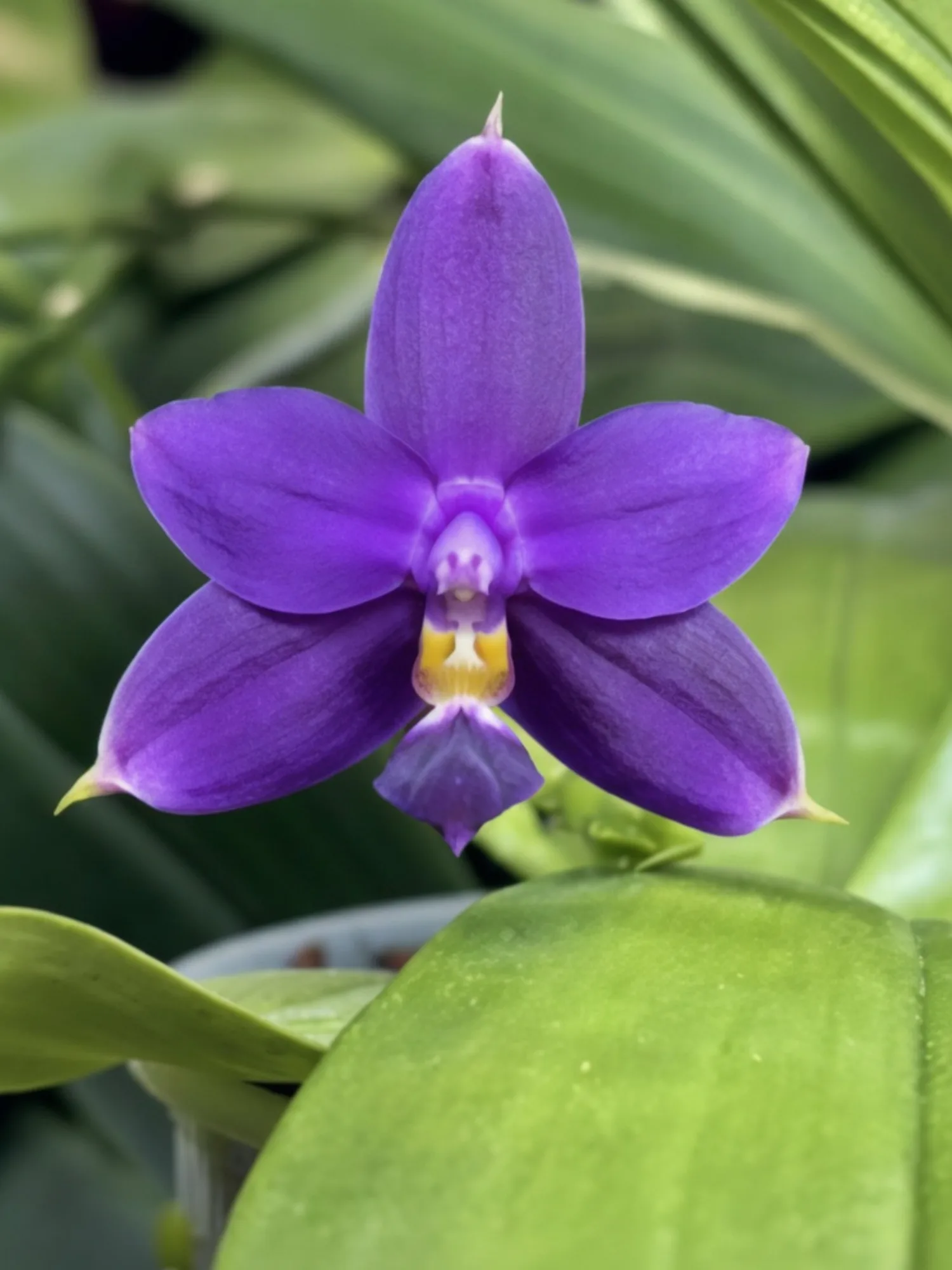 Phalaenopsis Tetraspis x Bellina Blue x Violacea Indigo Blue