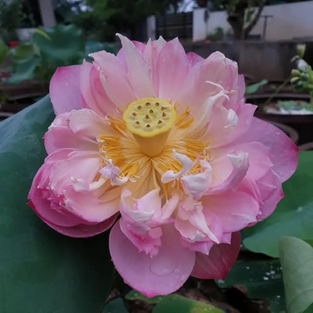 Bowl Lotus Pastel Blood Tuber