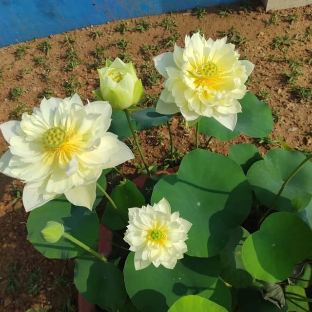 Bowl Lotus Yellow Peony Tuber