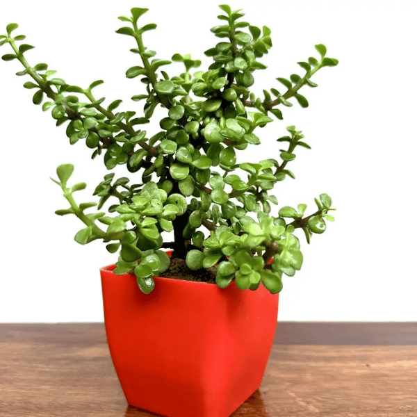 Decortative Jade Plant In Red Pot