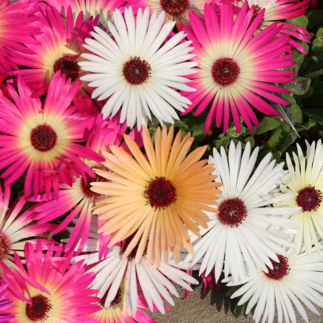 MESEMBRYANTHEMUM MID DAY FLOWER SEED (Pack of 200 Seeds)