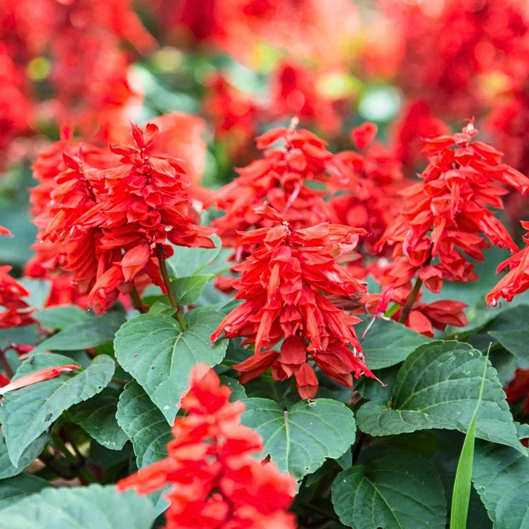 Salvia Red Flower Seeds Online (Pack of 100  Seeds)