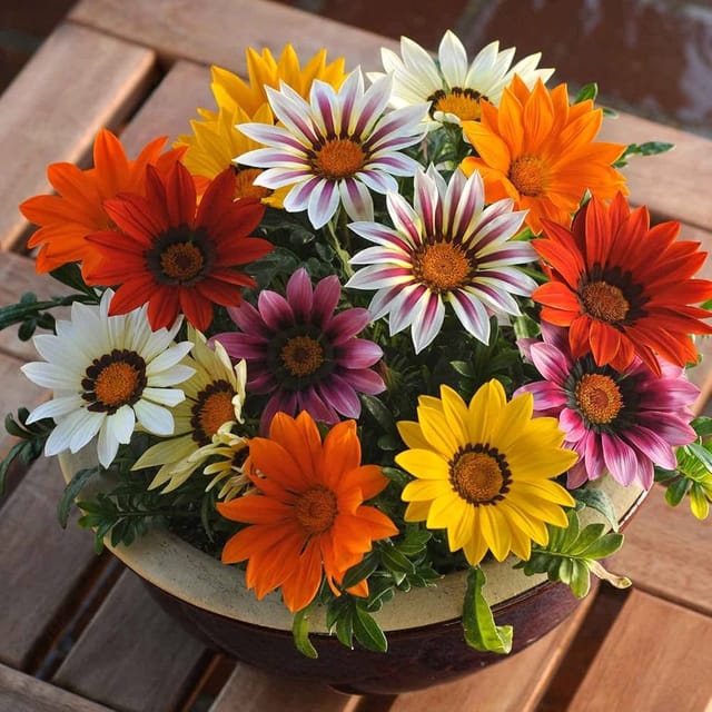 GAZANIA  MIXED FLOWER SEEDS (PACK OF 100 SEEDS )